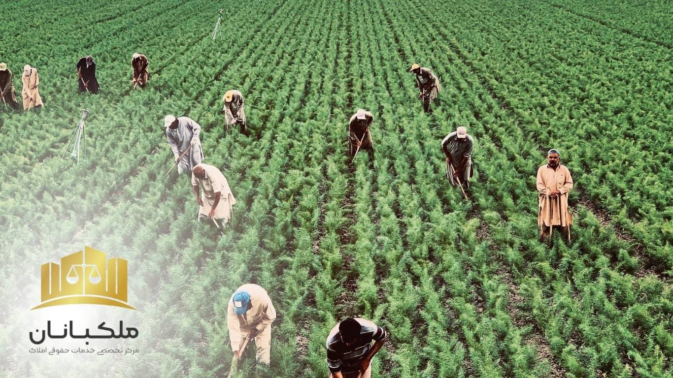 اجرت المثل زمین کشاورزی|ملکبانان